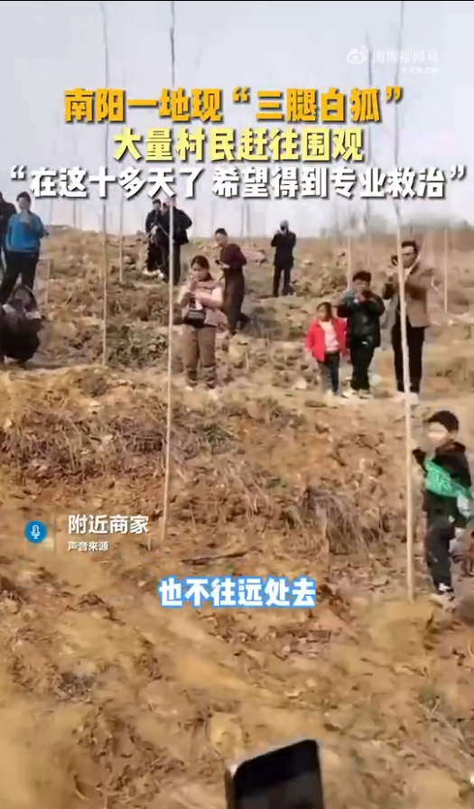 二月二河南南阳发现野生白狐