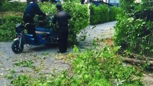 男子醉酒骑车被绊倒致残索赔40余万 物业堆放树枝惹争议