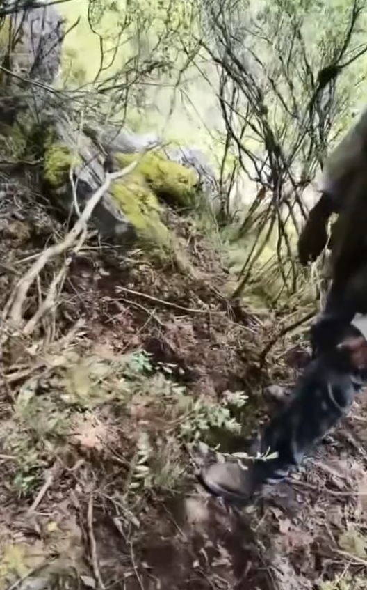 男子捡菌子身亡 现场发现熊窝熊粪