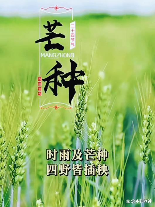 “芒種不過午,，三伏棉衣捂”,，今年芒種在何時(shí)？ 芒種三大特點(diǎn)解析