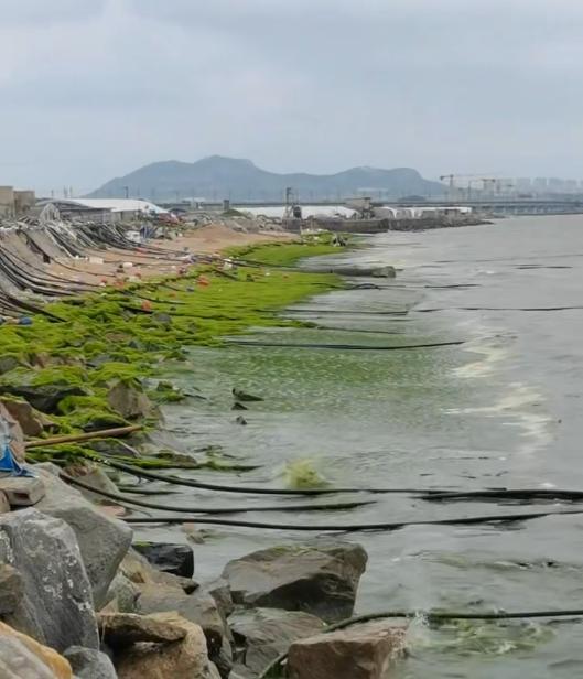 威海海边有大量绿色漂浮物 当地回应 浒苔清理进行中
