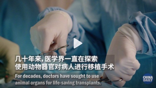 全球首位猪心脏移植病人在术后两个月死亡