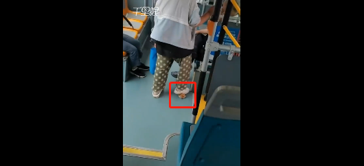 女子疑坐公交不付钱踩猫威胁司机：带猫坐公交车未投币 被提醒后将猫踩在脚底威胁