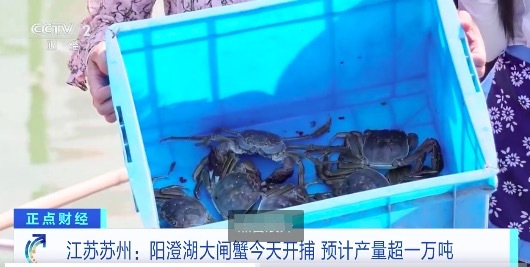 阳澄湖大闸蟹今年是淹死了吗？阳澄湖大闸蟹10月中下旬集中上市
