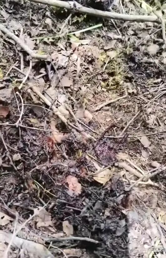 男子捡菌子身亡女婿称现场听到熊叫 疑遭熊袭击