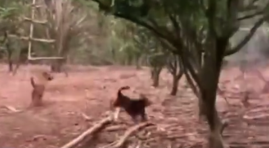 恶犬多次闯入鸡场咬死333只鸡 