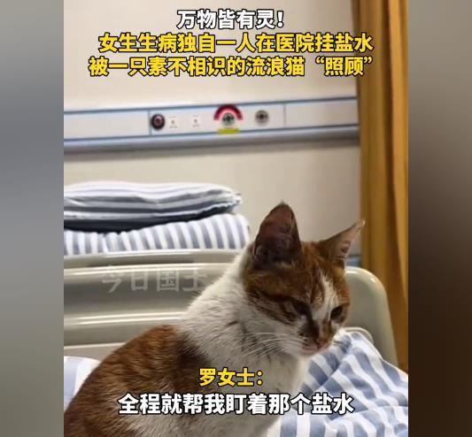 女子独自输液被陌生流浪猫照顾