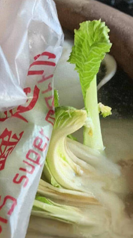 内蒙古居民腌制酸菜长出嫩芽