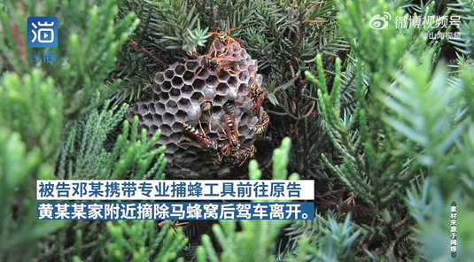 男子掏蜂窝蛰伤他人赔偿13万