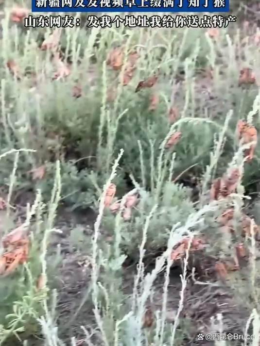 专家称新疆山东知了猴属不同种类 饮食文化差异引发热议