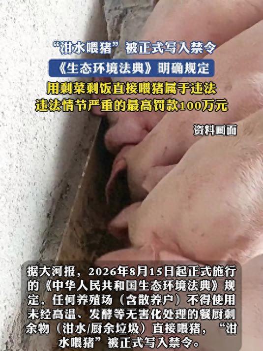 「泔水喂猪」被正式写入禁令，用剩菜剩饭直接喂猪有什么影响？为何禁止？