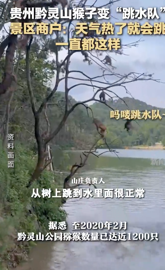 贵州黔灵山猴子变“跳水队” 夏日炎炎乐翻天