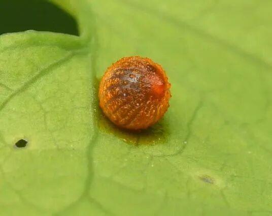 国家植物园确认灰绒麝凤蝶有宝宝了 珍稀物种成功定居