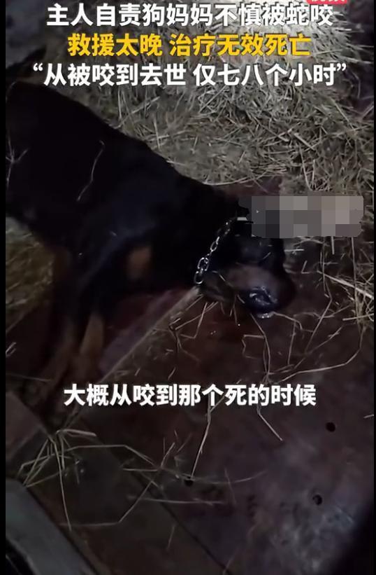 狗狗護(hù)主與眼鏡蛇搏斗被咬傷 母愛的偉大犧牲