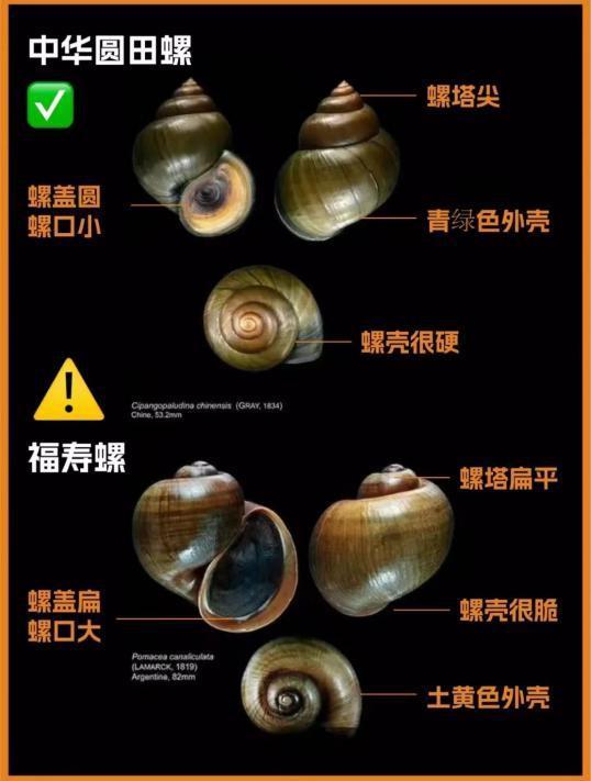 别吃!这种东西寄生虫多达6000条!近期正大量出现 严重可致死