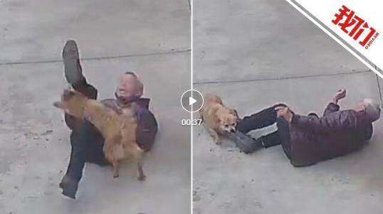 老人遭狗闯进家追咬腿部被缝19针