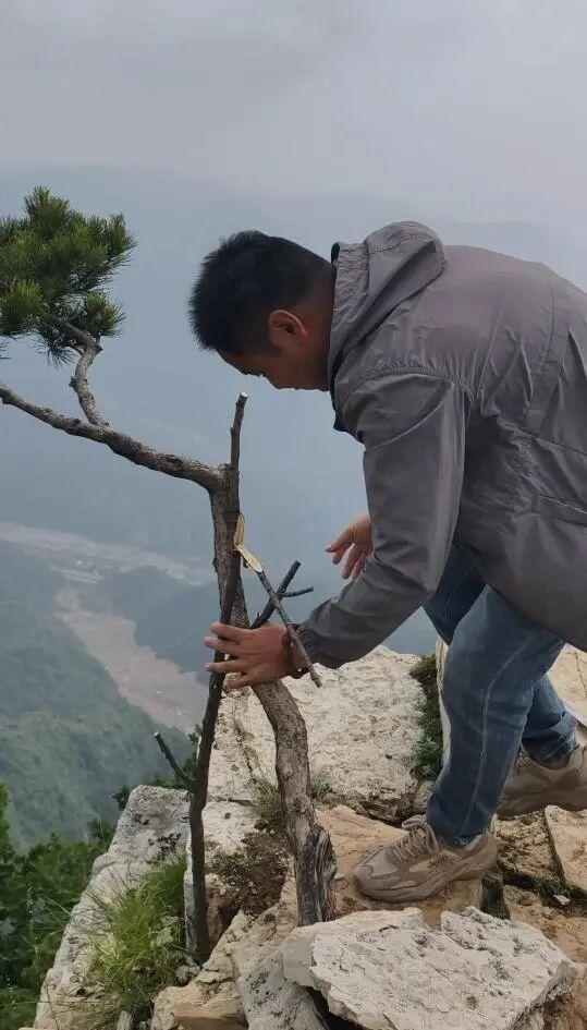 南太行网红小松树被偷偷还回
