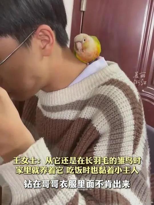 小鹦鹉见小主人放学飞冲下楼迎接 每天准时等小主人回家
