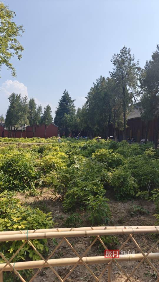 实探印乐方丈管理下的白马寺 农禅并重续祖训