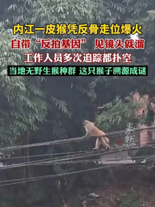 一皮猴“反骨走位”跨区漫游 野生顶流成谜