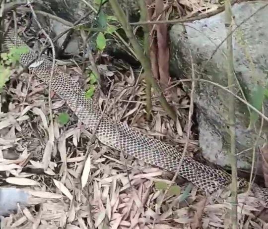 村民回应上山捡到3米多长蛇皮 巨型眼镜王蛇引发关注