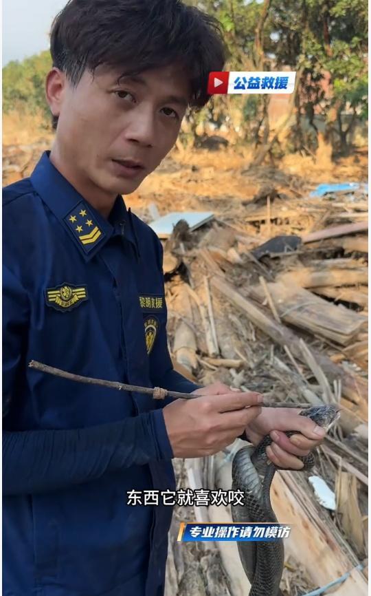 福建男子自发前往广西横州抓捕蛇