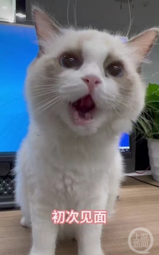 重庆一公司回应“新员工可领猫”:是宣传短视频,律师:若有虚构夸张部分应标注