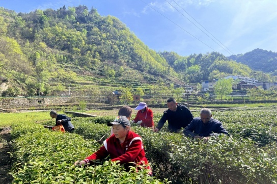 陕西白河：以茶促发展 村美民富产业兴
