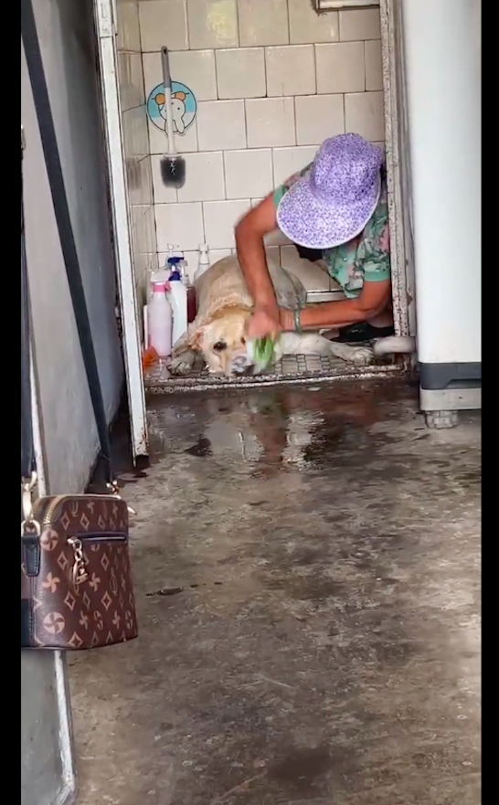 搞笑一幕！奶奶用鞋刷子用力给狗搓澡 狗子：奶，再加点盐我以为我要进锅里了呢