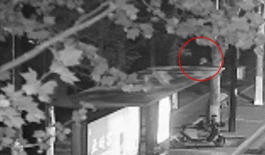 看到這種“面具”人臉需警惕 狡猾狐貍難逃獵手