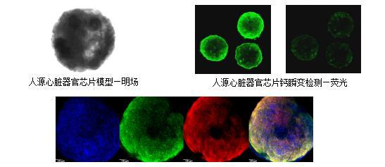 中国使用心脏器官芯片数据新药获批进入临床试验