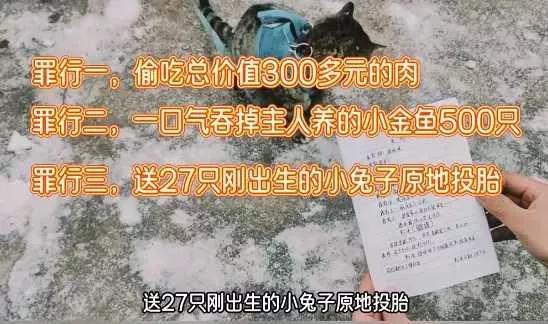 会拉车的网红猫“丧彪”中毒死亡 赵朔评论区留言：养猫好难