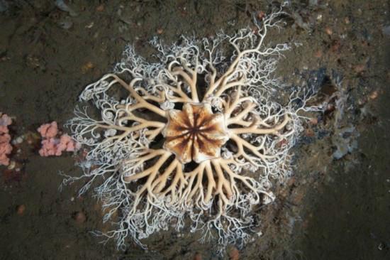 男子回家路上遇神秘生物：触手密密麻麻 张牙舞爪晃动极其怪异