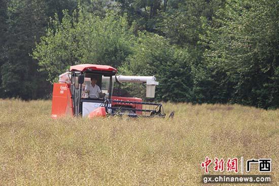 桂林崔家乡：机械化助力油菜生产
