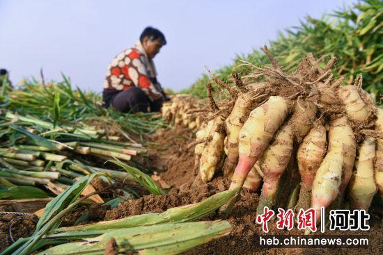 河北广平：生姜丰收助农户增收 产业兴旺促乡村振兴