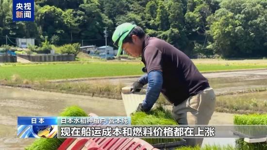 日本平抑米价为何难见成效 多因素推高成本