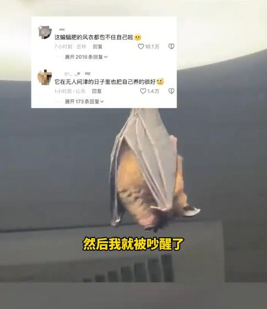 家中驚現(xiàn)大菊頭蝠 體型異常肥胖引熱議