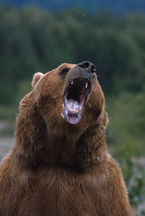 北海道熊尸体多到装不下了 猎杀数量激增