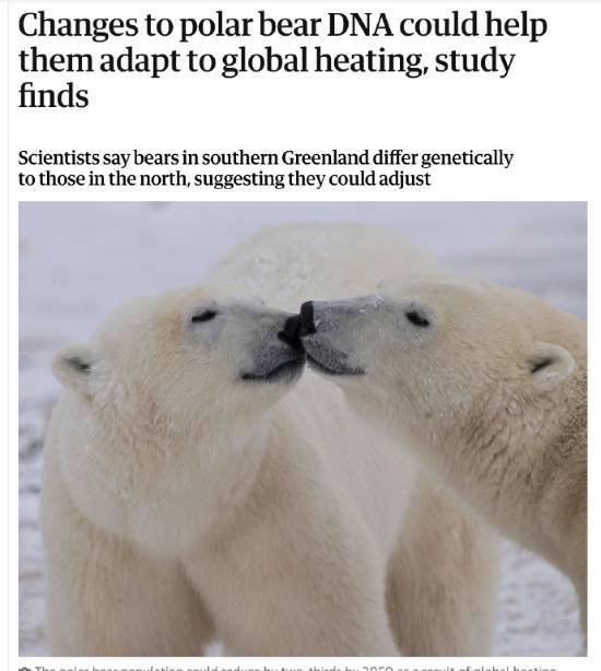 北极熊发生基因突变 适应温暖环境