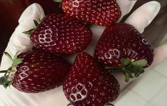黑草莓 水果新贵价格惊人