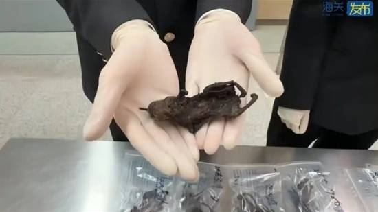 海关查出6只老鼠肉干 旅客：用来吃的