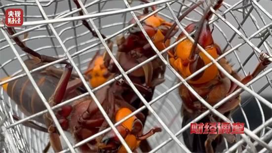 “杀人蜂”遭滥养 有人赚得盆满钵满 总台曝光