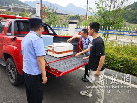 兩條大鯢覓食迷路 警民接力救助 攜手護(hù)送“水中熊貓”