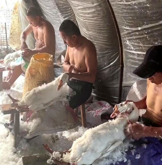 须眉1650元买羽绒服内部填充飞丝 真相令东谈主颦蹙