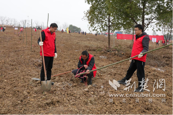沙洋县烟草专卖局积极参加义务植树活动 图1