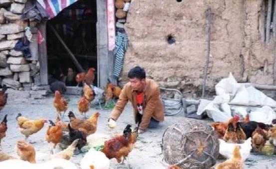 河南爬行娃回應向榕江捐1萬個雞蛋 點亮希望之光