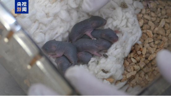 “太空小鼠”返回地面后成功孕育幼仔