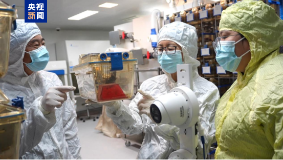 “太空小鼠”返回地面后成功孕育幼仔