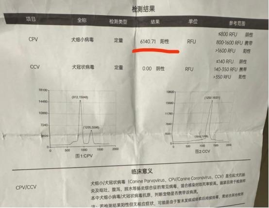 揭秘上海寵物市場銷售套路 中介引流與健康隱患