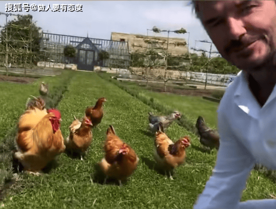 贝克汉姆农场遛鸡晒太阳 昔日绿茵王者退休生活曝光(2)